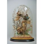 A LATE 19TH CENTURY TAXIDERMY PAIR OF EXOTIC BIRDS Mounted under a glass dome with a naturalistic