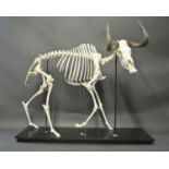 A 21ST CENTURY WHITE TAILED GNU SKELETON. (h 206cm x w 152.5cm x d 45.5cm)