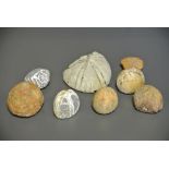 A COLLECTION OF EIGHT FOSSILIZED SEA URCHINS. (largest measures l 10cm)