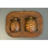 AN EARLY 19TH CENTURY TAXIDERMY PAIR OF TERRAPINS