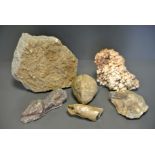 A COLLECTION OF FIVE FOSSILS. (largest Crinoid fossil measuring l 22cm)