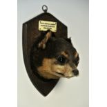 F.W. BARLETT, AN EARLY 20TH CENTURY TAXIDERMY CHIWAWA HEAD Mounted on an oak shield, the plaque