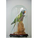 AN EARLY 20TH CENTURY TAXIDERMY LORD DERBY'S PARAKEET Mounted under a glass dome with a naturalistic