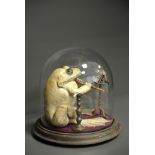 A LATE 19TH CENTURY TAXIDERMY TOAD Of very large proportions, mounted under a glass dome in a