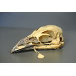 A LATE 19TH/EARLY 20TH CENTURY EMU SKULL. (h 6.5cm x w 16cm x d 8cm)