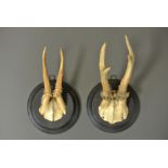 A LATE 19TH/EARLY 20TH PAIR OF ROE DEER ANTLER & FRONTAL PART SKULL SETS Mounted on ebonised shields