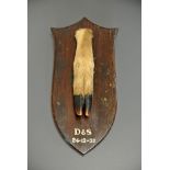 AN EARLY 20TH CENTURY TAXIDERMY DEER SLOT Mounted on an oak shield, inscribed 'D&S 24-12-32',