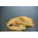 AN 18TH/19TH CENTURY AMERICAN BLACK BEAR SKULL. (h 12.5cm x w 20cm x d 13.5cm)