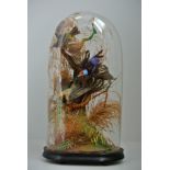 A LATE 19TH CENTURY TAXIDERMY GROUP OF EXOTIC BIRDS Mounted under a glass dome with a naturalistic