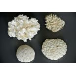 A 19TH CENTURY COLLECTION OF SEA CORALS Including brain corals. (largest measures l 18cm)