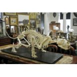 A 20TH CENTURY LION SKELETON A unique articulation, engineered so that the supports are secreted,