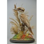 A LATE 19TH CENTURY TAXIDERMY KOOKABURRA Mounted under a glass dome with a naturalistic setting. (