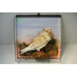 A LATE 19TH/EARLY 20TH CENTURY TAXIDERMY FANCY PIGEON Mounted in a later gazed display case with a