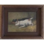 AN OAK FRAMED OIL PAINTING Study of two terriers in a barn. (24.5cm x 34cm)
