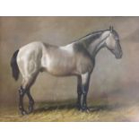 AN EBONIZED FRAMED EQUINE OIL PAINTING Of a grey thoroughbred horse in a stable. (29.5cm x 39cm)