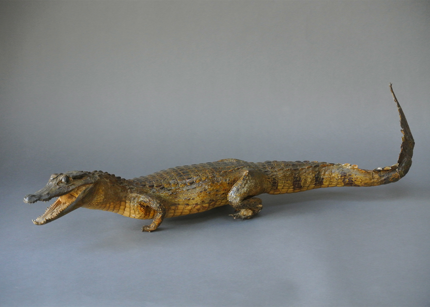 A LATE 19TH CENTURY TAXIDERMY CROCODILE. (l 70cm)