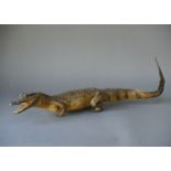 A LATE 19TH CENTURY TAXIDERMY CROCODILE. (l 70cm)