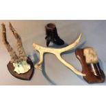 A LATE 19TH/EARLY 20TH CENTURY COLLECTION OF MISCELLANEOUS SPECIMENS To include scrimshaw antler,