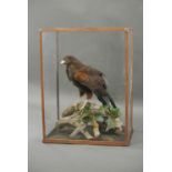A LATE 19TH CENTURY TAXIDERMY HARRIS HAWK Mounted in a glazed display case with a naturalistic