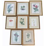 A SELECTION OF EIGHT BOTANICAL COLOURED ENGRAVINGS AND PRINTS To include a pair of prints