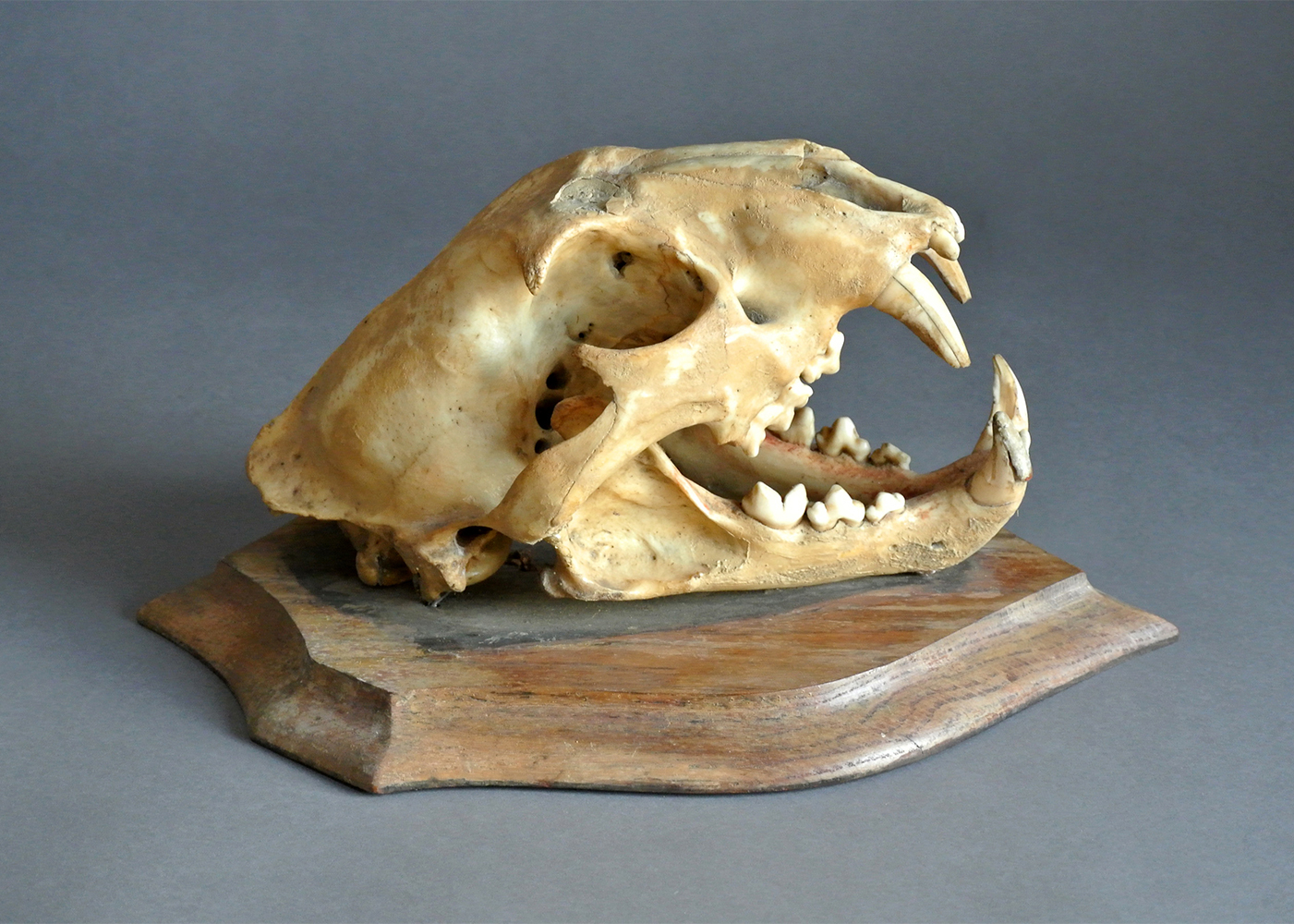 ROWLAND WARD, A LATE 19TH CENTURY LEOPARD SKULL Mounted on an oak shield with impressed stamp 'R.