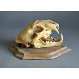 ROWLAND WARD, A LATE 19TH CENTURY LEOPARD SKULL Mounted on an oak shield with impressed stamp 'R.