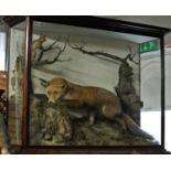 A LATE 19TH/EARLY 20TH CENTURY TAXIDERMY DIORAMA OF BRITISH MAMMALS Mounted in a glazed mahogany