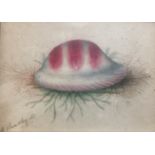 W. BRADLEY, A 19TH CENTURY WATERCOLOUR Study of an exotic cowrie shell, signed and rosewood