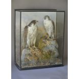 WILLIAM ROCHFORD HINE, AN EARLY 20TH CENTURY TAXIDERMY PAIR OF PEREGRINE FALCONS