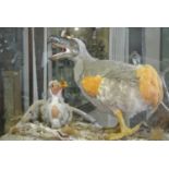 A 21ST CENTURY KENDAL MUSEUM CASED DODO & CHICK DIORAMA Created by Carl Church as the centrepiece