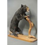 A LATE 19TH/EARLY 20TH CENTURY TAXIDERMY ASIAN BLACK BEAR Mounted on a later wooden base. (h 123cm x