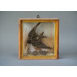 AN EARLY 20TH CENTURY TAXIDERMY SWIFT Mounted in a glazed case with a naturalistic setting. (h 22.