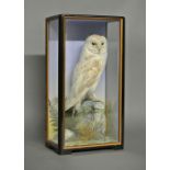 JAMES HUTCHINGS, A LATE 19TH CENTURY TAXIDERMY BARN OWL Mounted in a glazed case with a naturalistic