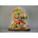 A LATE 19TH CENTURY TAXIDERMY GROUP OF EXOTIC BIRDS, UNDER GLASS DOME IN NATURALISTIC SETTING. (h