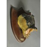 A LATE 19TH/EARLY 20TH CENTURY TAXIDERMY GOLIATH TIGERFISH HEAD Mounted on an oak shield, the plaque