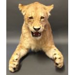 A LATE 20TH CENTURY TAXIDERMY HALF MOUNT LIONESS. (h 105cm x w 150cm x d 36cm)