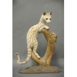 AN EARLY 20TH CENTURY TAXIDERMY AFRICAN CAT Mounted on a naturalistic base. (h 59cm)