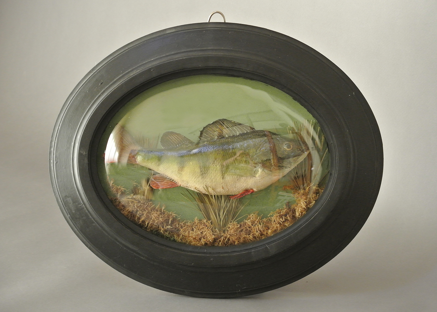 A 20TH CENTURY TAXIDERMY PERCH, MOUNTED IN A BOW-FRONTED GLAZED CASE. (h 36cm x w 40.5cm)