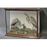 A LATE 19TH CENTURY LARGE AND IMPRESSIVE TAXIDERMY DIORAMA OF HERONS Mounted in a glazed mahogany
