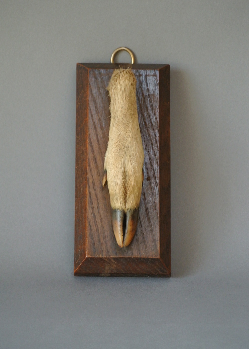 A LATE 20TH CENTURY TAXIDERMY DEER SLOT MOUNTED ON OAK PLAQUE. (h 20.5cm)