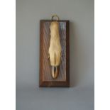 A LATE 20TH CENTURY TAXIDERMY DEER SLOT MOUNTED ON OAK PLAQUE. (h 20.5cm)