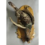 AN EARLY 20TH CENTURY TAXIDERMY AUSTRIAN CAPERCAILLI Mounted on a carved wooden base. (l 89cm)