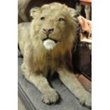 A LATE 19TH CENTURY TAXIDERMY EXTINCT BARBARY LION Mounted on a naturalistic ebonised plinth, the