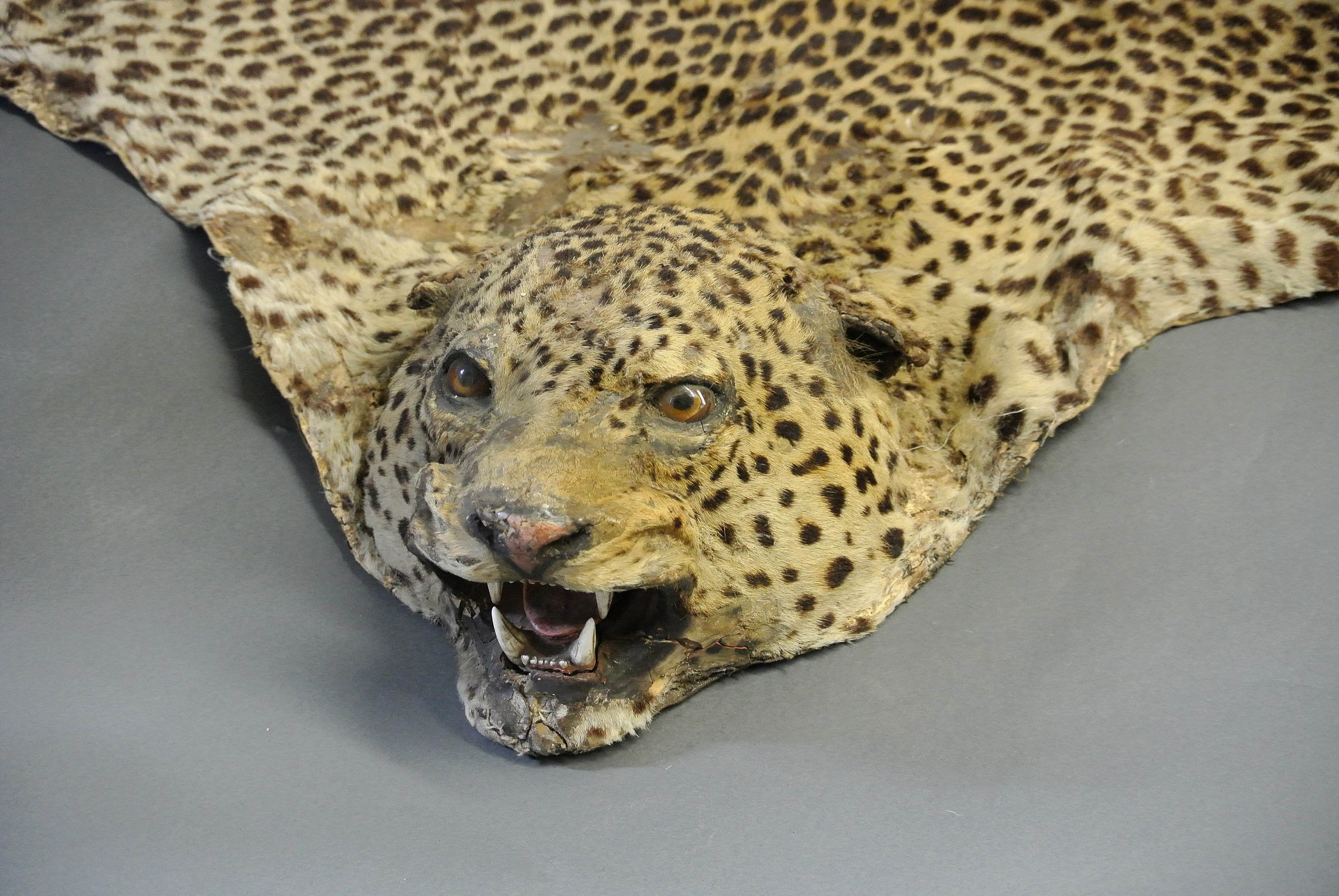 A LATE 19TH CENTURY TAXIDERMY LEOPARD SKIN WITH MOUNTED HEAD. (l 260cm x w 170cm) Provenance: - Image 3 of 3