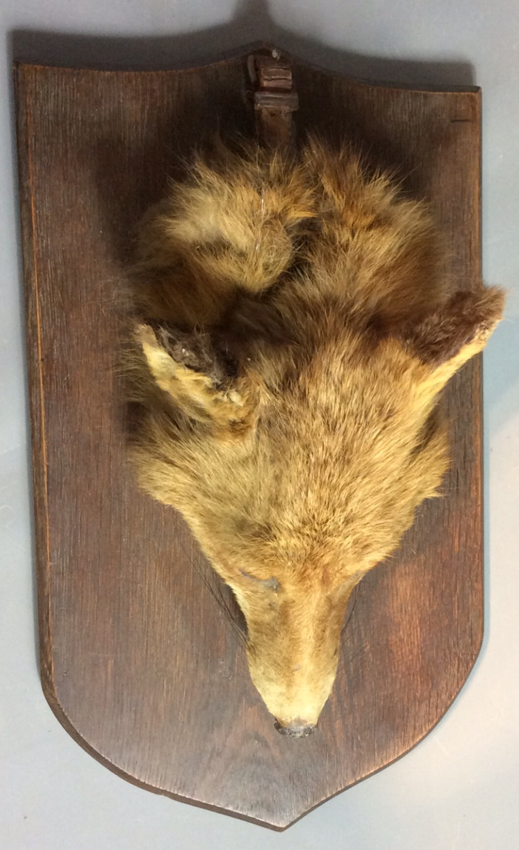 E. ALLEN & CO., AN EARLY 20TH CENTURY TAXIDERMY FOX DEATH MASK Mounted on an oak shield, Taxidermist