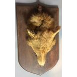 E. ALLEN & CO., AN EARLY 20TH CENTURY TAXIDERMY FOX DEATH MASK Mounted on an oak shield, Taxidermist
