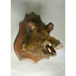 AN EARLY 20TH CENTURY TAXIDERMY WILD BOAR HEAD.