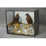 A LATE 19TH CENTURY TAXIDERMY PAIR OF HARRIS HAWKS Mounted in a glazed display case with a