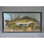 A 20TH CENTURY TAXIDERMY SAUGER. Mounted in a glazed case with a naturalistic setting. (h 27cm x w