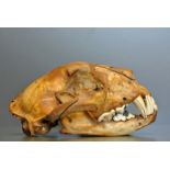 AN 18TH/19TH CENTURY LEOPARD SKULL With Article 10 licence.